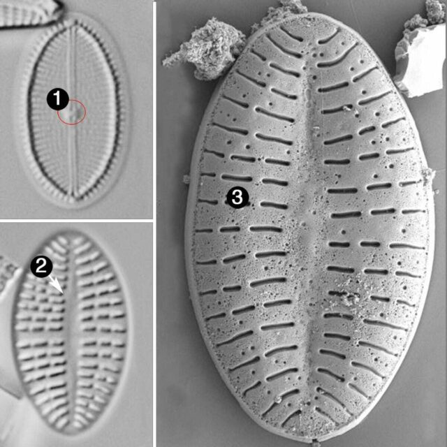 Cocconeis neodiminuta guide