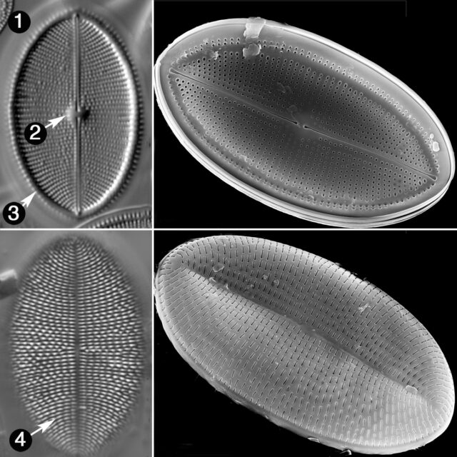 Cocconeis Placentula Guide