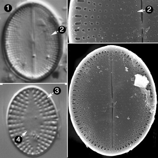 Cocconeis Pseudothumensis Guide