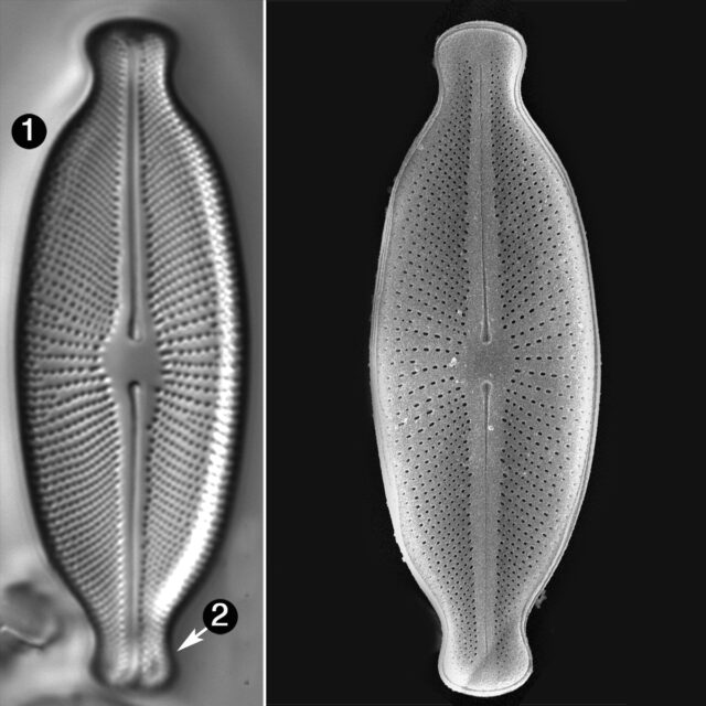 Cosmioneis Hawaiiensis Guide