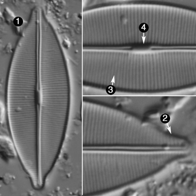 Craticula Accomodiformis Guide