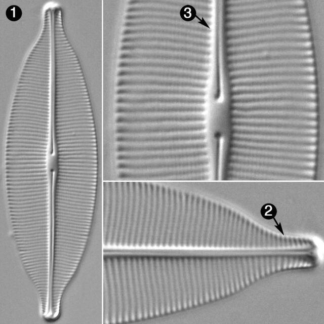 Craticula Ambigua Guide