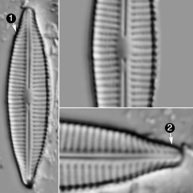 Craticula Buderi Guide