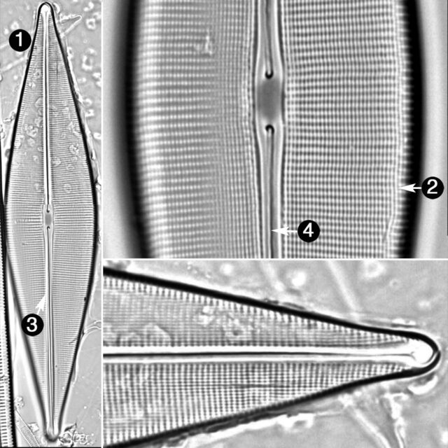 Craticula Cuspidata Guide