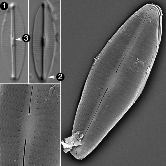 Craticula Molestiformis Guide