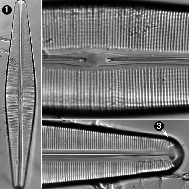 Craticula Pampeana Guide