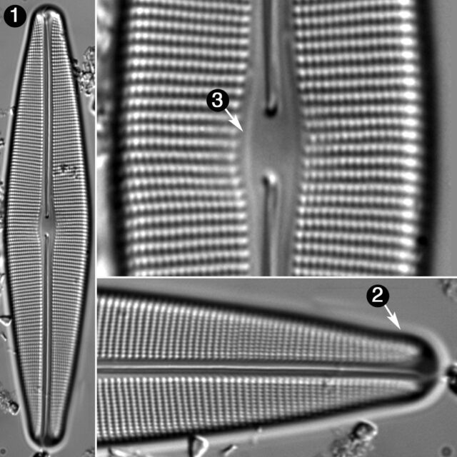 Craticula Sardiniensis  Llb Guide