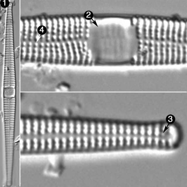 Ctenophora Pulchella Guide