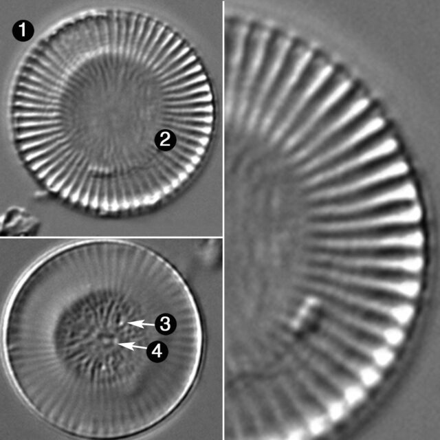 Cyclostephanos Tholioformis Guide