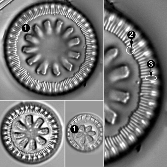 Cyclotella Antiqua Guide