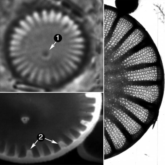 Cyclotella Atomus Guide