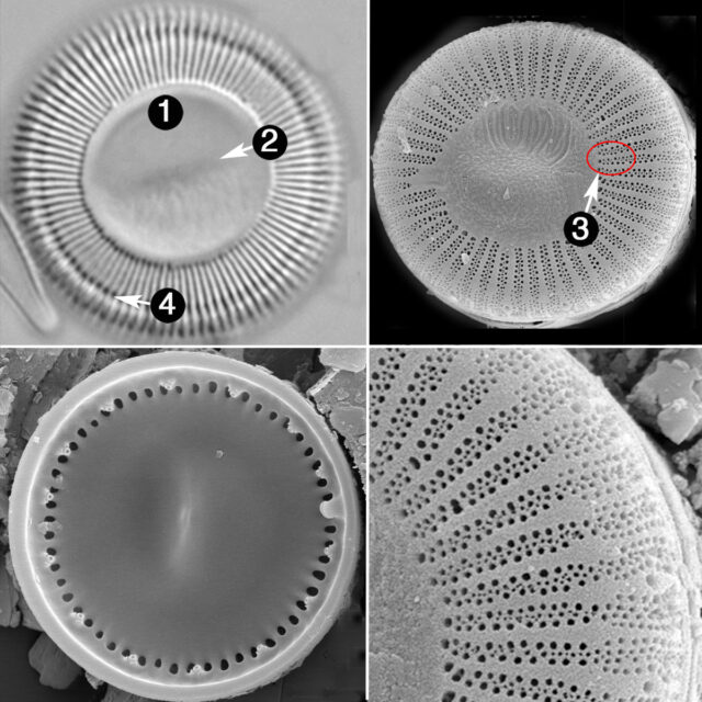 Cyclotella Distinguenda Guide