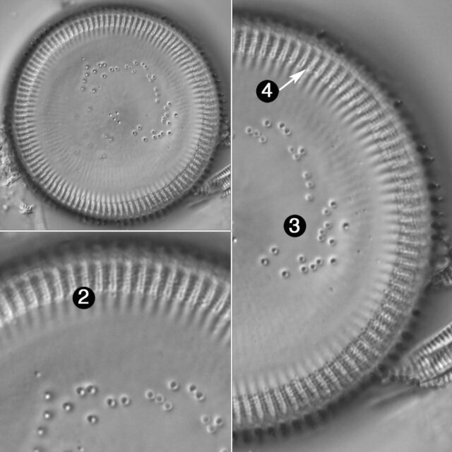 Cyclotella Quillensis Guide