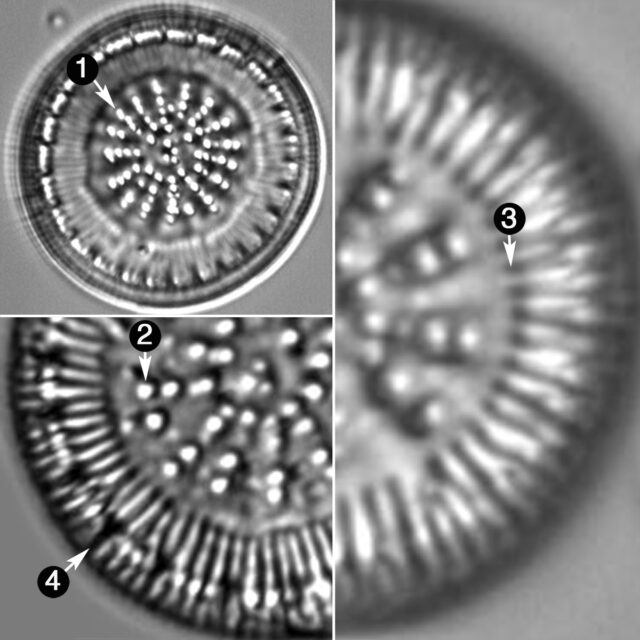 Cyclotella Radiosa Guide