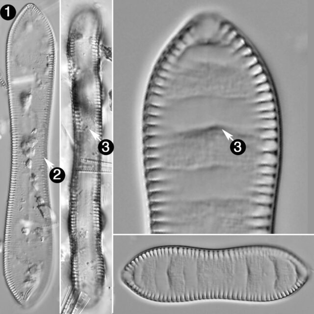 Cymatopleura Solea Guide