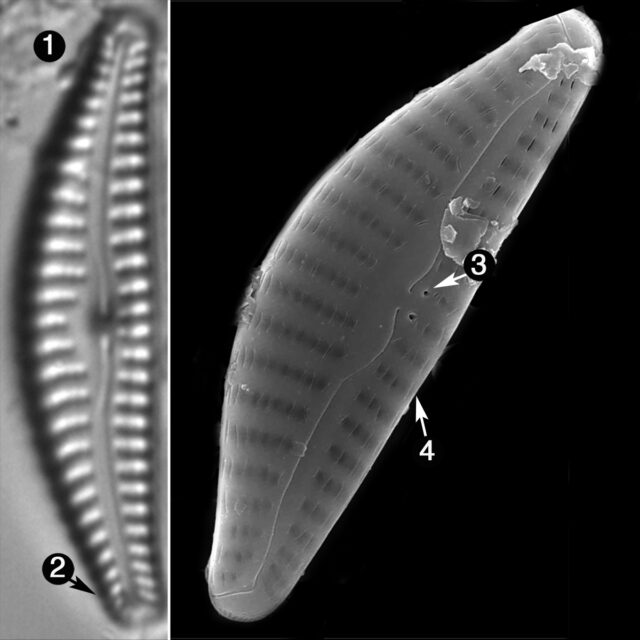 Cymbella Cosleyi Guide