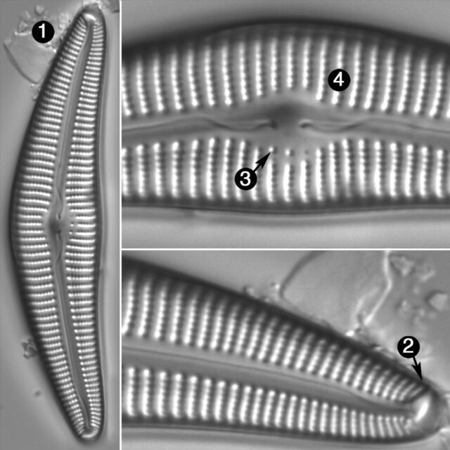 Cymbella Cymbiformis Guide