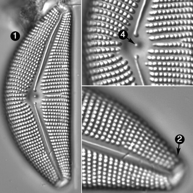 Cymbella Mexicana Kamc Guide