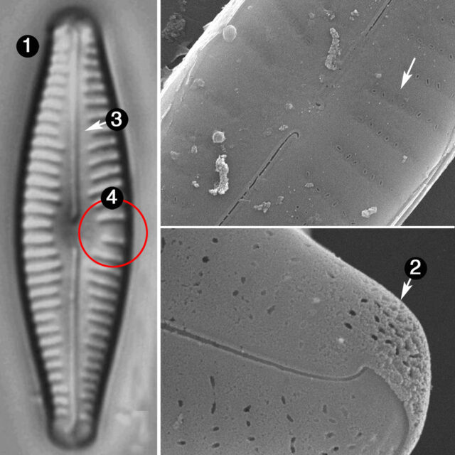 Cymbellafalsa diluviana guide