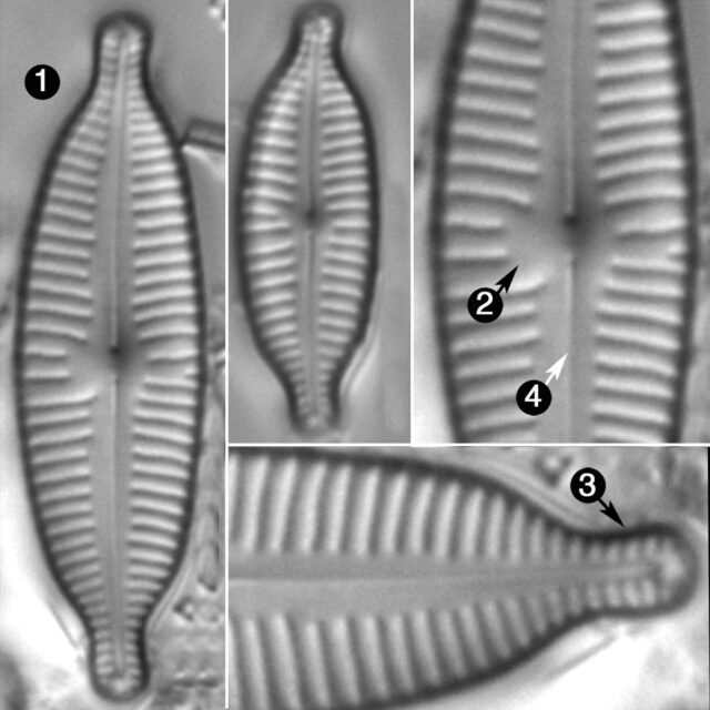 Cymbopleura Amphicephala2 Guide