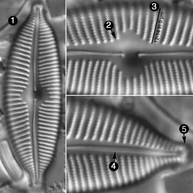 Cymbopleura Anglica Guide