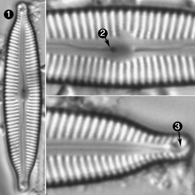 Cymbopleura Angustata Guide