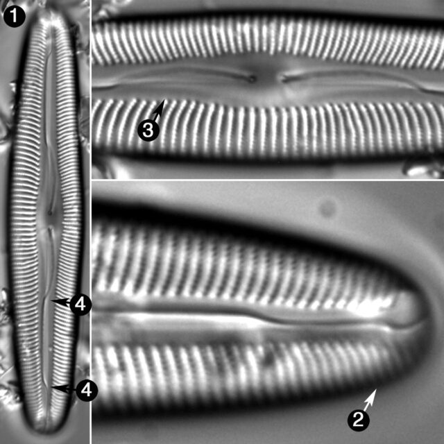 Cymbopleura Austriaca Guide