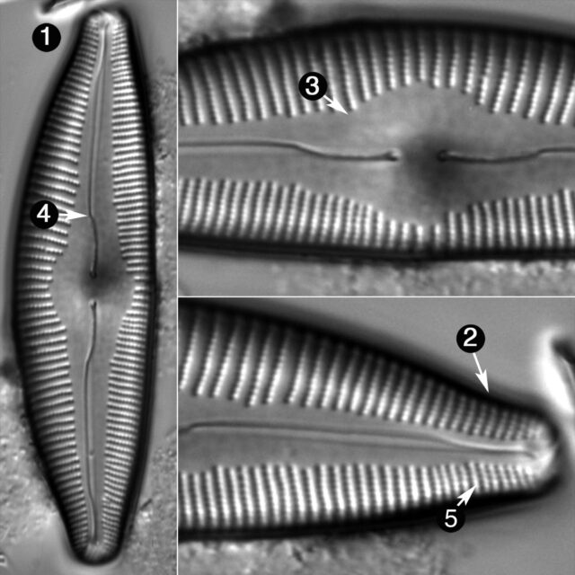 Cymbopleura Edlundi Guide