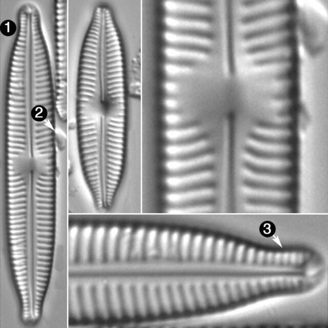 Cymbopleura Hybrida2 Guide