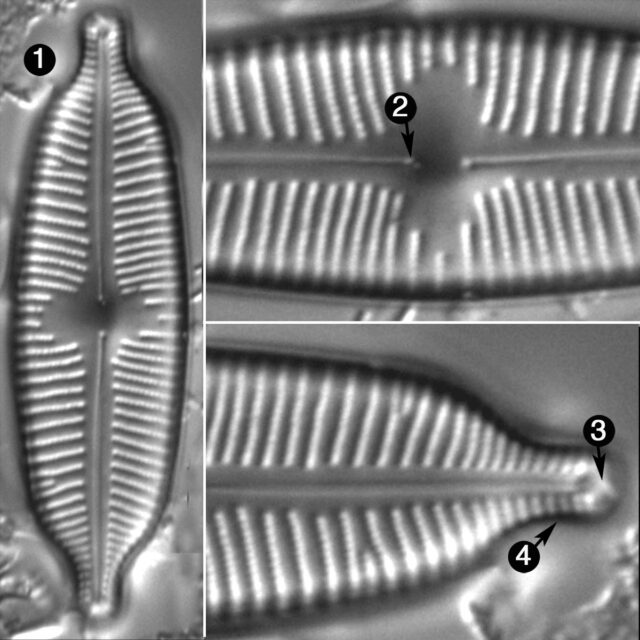 Cymbopleura Hybrida Guide