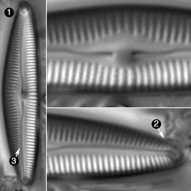 Cymbopleura Incerta Guide