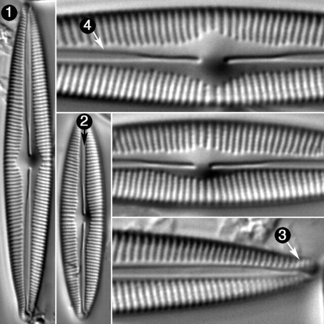 Cymbopleura Incertiformis Guide