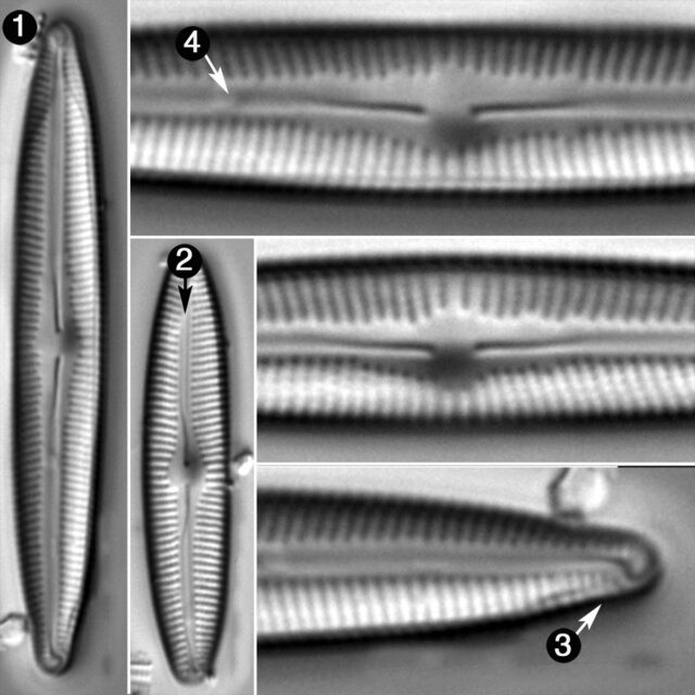 Cymbopleura Incertiformis Laterostrata Guide