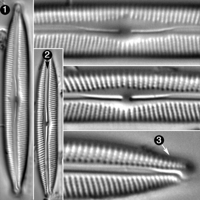 Cymbopleura Incertiformis Linearis Guide