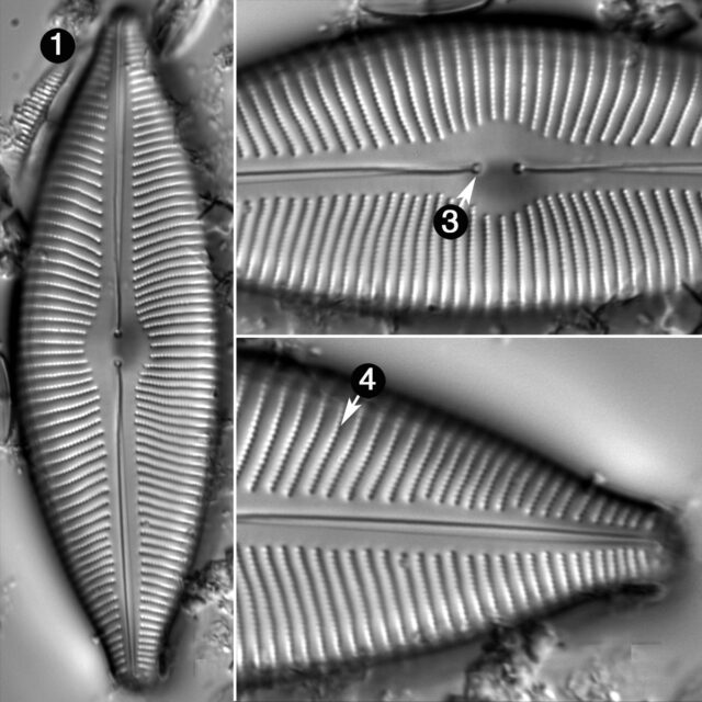 Cymbopleura Inequalis Guide