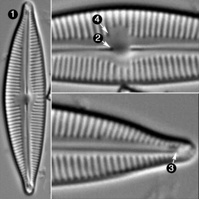 Cymbopleura Lapponica Guide