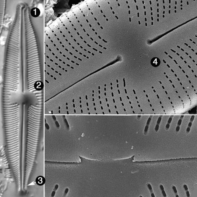 Cymbopleura Laszlorum Guide