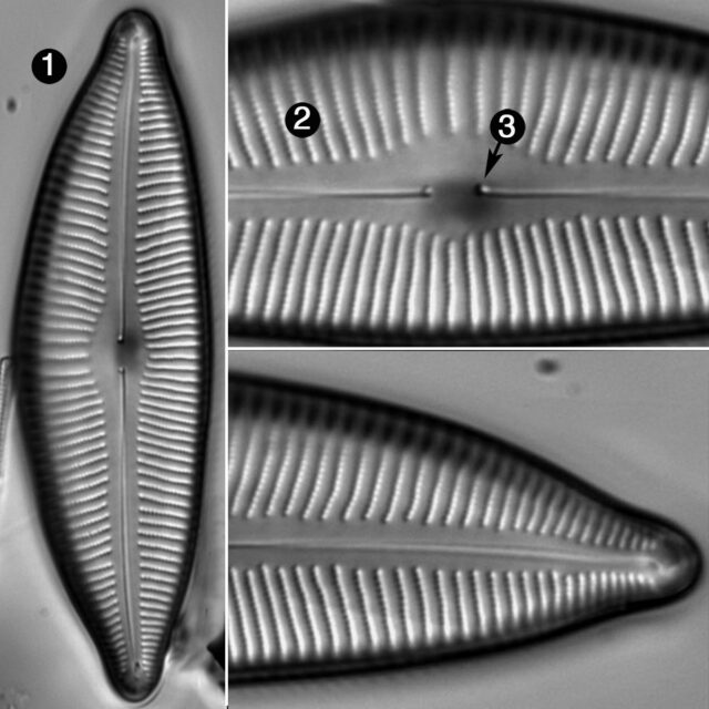 Cymbopleura Lata Guide