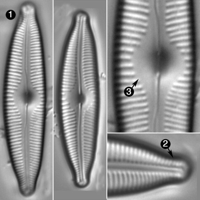 Cymbopleura Maggiae Guide