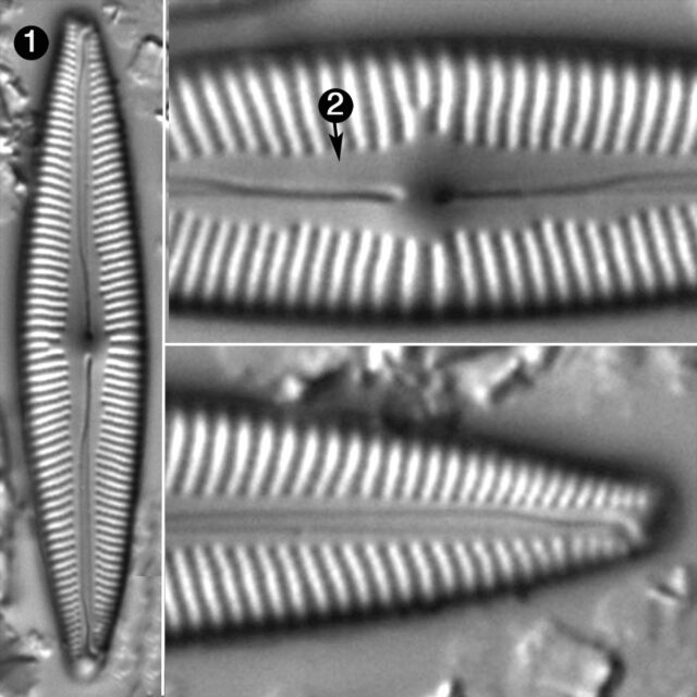 Cymbopleura Metzeltinii Guide