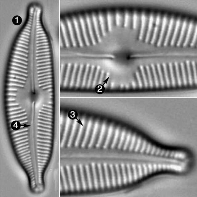 Cymbopleura Naviculiformis Guide