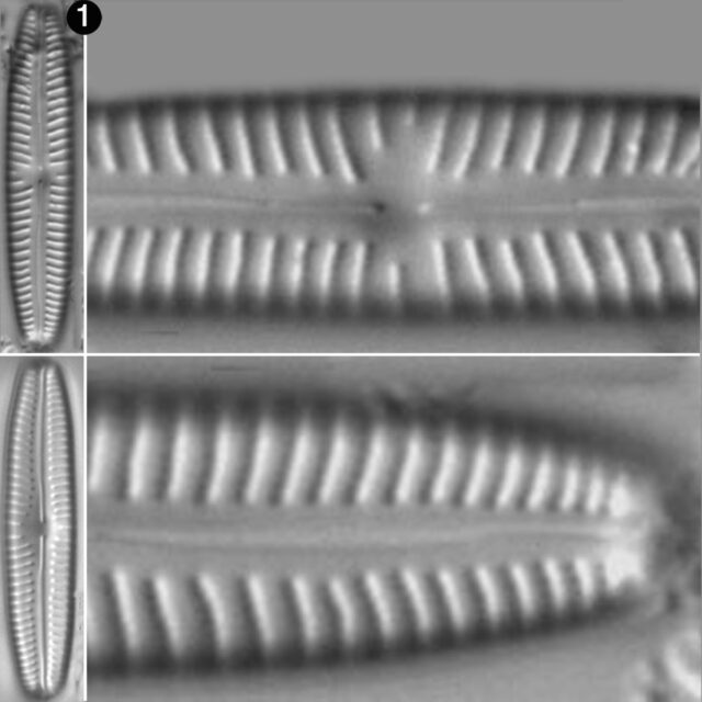 Cymbopleura Oblongata Guide