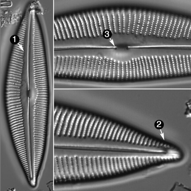 Cymbopleura Perprocera Guide