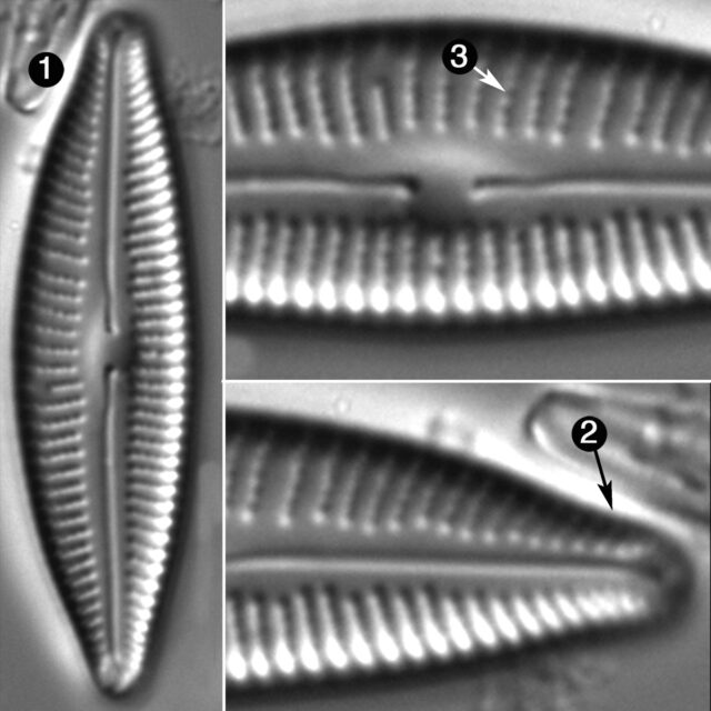 Cymbopleura Rupicola Guide