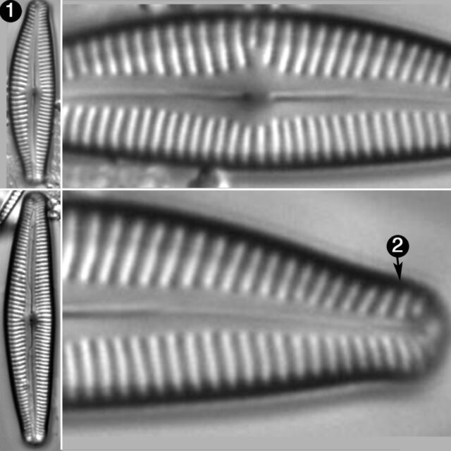 Cymbopleura Subaequalis Guide