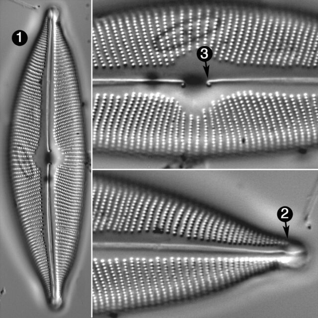 Cymbopleura Subcuspidata Guide