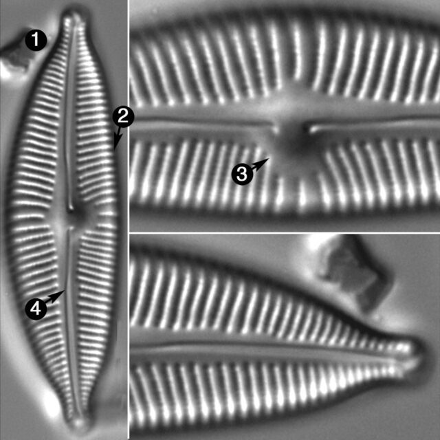 Cymbopleura Sublanceolata2 Guide