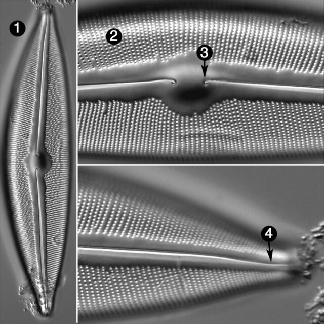 Cymbopleura Subrostrata Guide