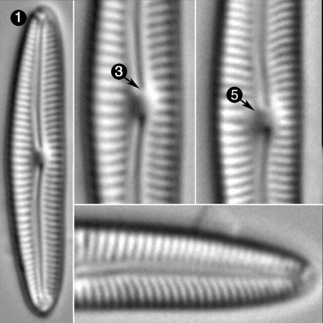 Cymbopleura Tundraphila Guide