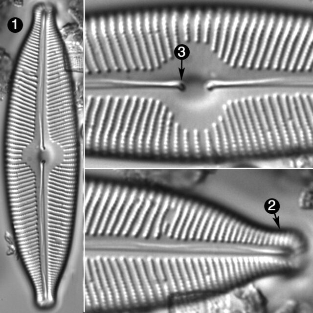 Cymbopleura Tynnii Guide